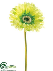 Large Gerbera Daisy Spray - Green Soft - Pack of 24
