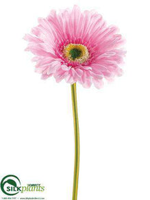 Large Gerbera Daisy Spray - Lavender Light - Pack of 24