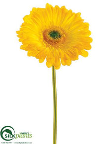 Large Gerbera Daisy Spray - Yellow - Pack of 24