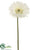 Large Gerbera Daisy Spray - Cream - Pack of 12