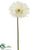 Large Gerbera Daisy Spray - Cream - Pack of 12