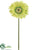 Large Gerbera Daisy Spray - Green Soft - Pack of 12