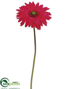 Gerbera Daisy Spray - Beauty - Pack of 12