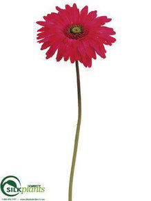 Gerbera Daisy Spray - Beauty - Pack of 12