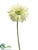 Gerbera Daisy Spray - Green Light - Pack of 12