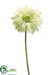 Gerbera Daisy Spray - Green Light - Pack of 12