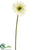 Gerbera Daisy Spray - Cream - Pack of 12