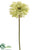 Gerbera Daisy Spray - Green Light - Pack of 12