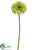 Gerbera Daisy Spray - Turquoise - Pack of 12