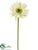 Gerbera Daisy Spray - Cream - Pack of 12