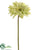 Gerbera Daisy Spray - Green Light - Pack of 12