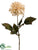 Dahlia Spray - Vanilla - Pack of 12