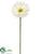 Gerbera Daisy Spray - Cream - Pack of 24