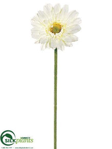 Gerbera Daisy Spray - Cream - Pack of 24