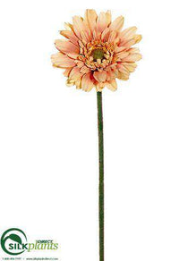 Gerbera Daisy Spray - Peach White - Pack of 24