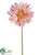 Large Royal Gerbera Daisy Spray - Peach - Pack of 24