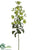 Euphorbia Spray - Green Dark - Pack of 12