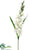 Gladiolus Spray - Cream White - Pack of 12