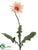 Jade Impression Star Gerbera Daisy Spray - Cream Pink - Pack of 12