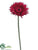 Spider Gerbera Daisy Spray - Beauty - Pack of 12