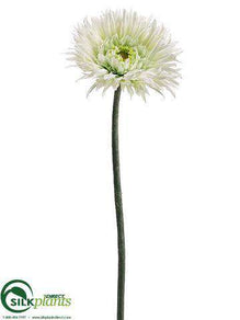 Spider Gerbera Daisy Spray - Cream - Pack of 12
