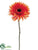 Spider Gerbera Daisy Spray - Flame - Pack of 12