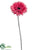 Spider Gerbera Daisy Spray - Pink - Pack of 12