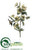 Helleborus Spray - Champagne Green - Pack of 12