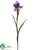 Iris Spray - Cream White Lavender Blue Lavender Two Tone - Pack of 12