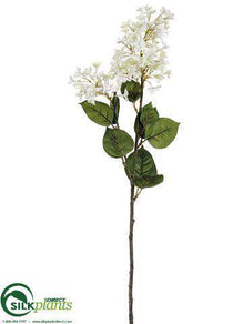 English Lilac Spray - Cream - Pack of 12