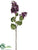 English Lilac Spray - Purple Two Tone - Pack of 12