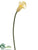 Calla Lily Spray - Cream Green - Pack of 12