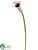 Calla Lily Spray - Cream Lavender - Pack of 12