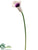 Calla Lily Spray - Green Light - Pack of 12