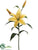 Lily Spray - Yellow Two Tone - Pack of 12