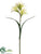 Day Lily Spray - Cream Green - Pack of 12