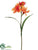 Day Lily Spray - Orange Two Tone - Pack of 12