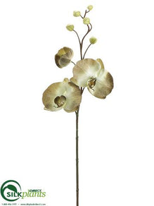 Phalaenopsis Orchid Spray - Celadon - Pack of 12