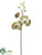 Phalaenopsis Orchid Spray - Celadon - Pack of 12