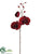 Phalaenopsis Orchid Spray - Crimson Red - Pack of 12