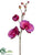 Phalaenopsis Orchid Spray - Orchid - Pack of 12