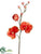 Phalaenopsis Orchid Spray - Orange Two Tone - Pack of 12