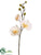 Phalaenopsis Orchid Spray - White Yellow - Pack of 12
