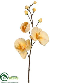Phalaenopsis Orchid Spray - Yellow Two Tone - Pack of 12
