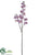 Phalaenopsis Orchid Spray - Orchid - Pack of 12