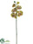 Phalaenopsis Orchid Spray - Green Burgundy - Pack of 12