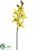 Cymbidium Orchid Spray - Green Burgundy - Pack of 12