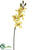 Cymbidium Orchid Spray - Mustard Burgundy - Pack of 12