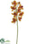 Vanda Orchid Spray - Mustard Burgundy - Pack of 12