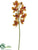 Vanda Orchid Spray - Mustard Burgundy - Pack of 12